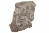 Ordovician Trilobite Mortality Plate (Pos/Neg) - Morocco #194104-1